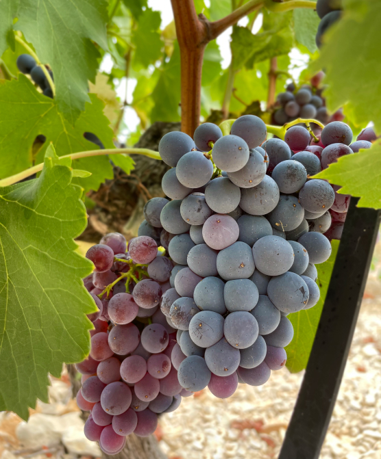 Du vin au verre pour vos CHR à Paris