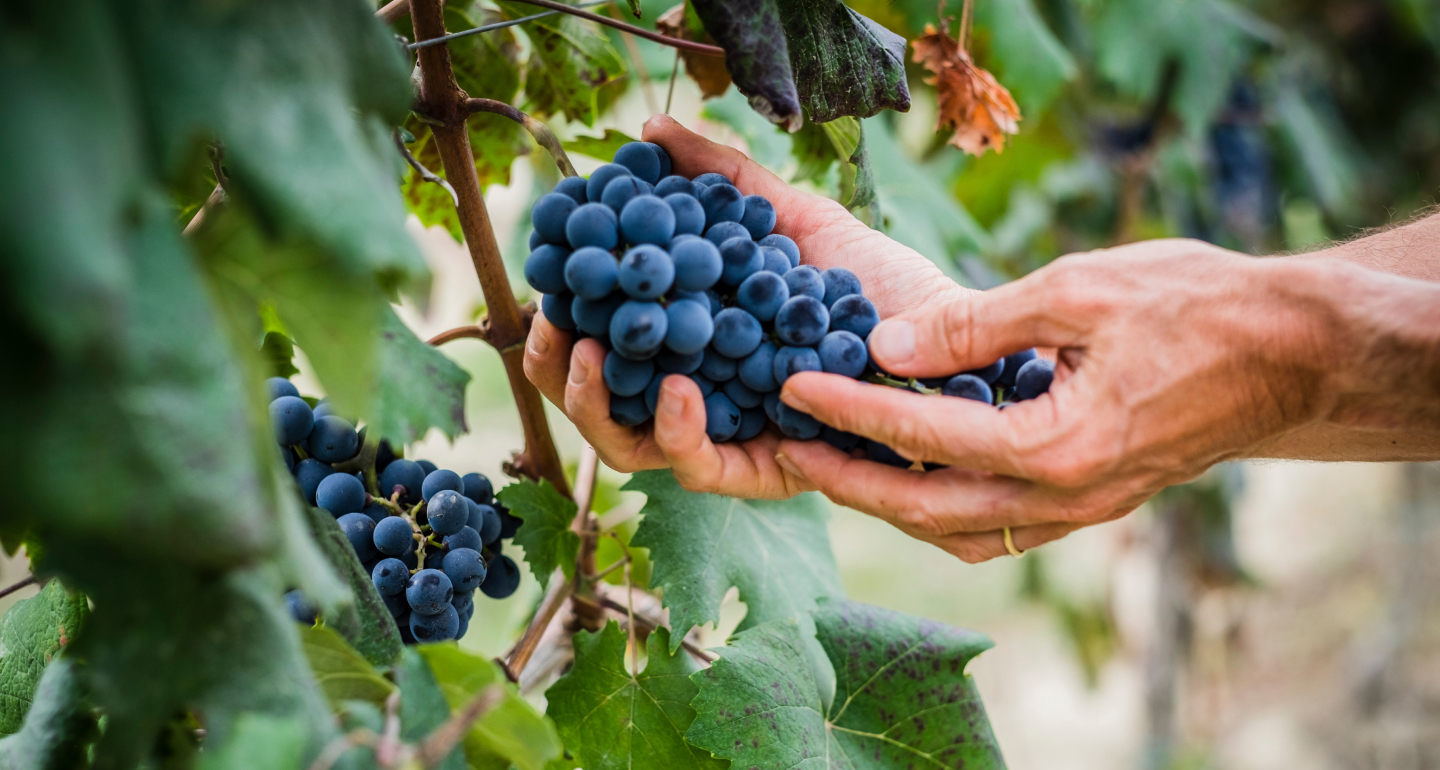 Distributeur de vin à la tireuse à Paris