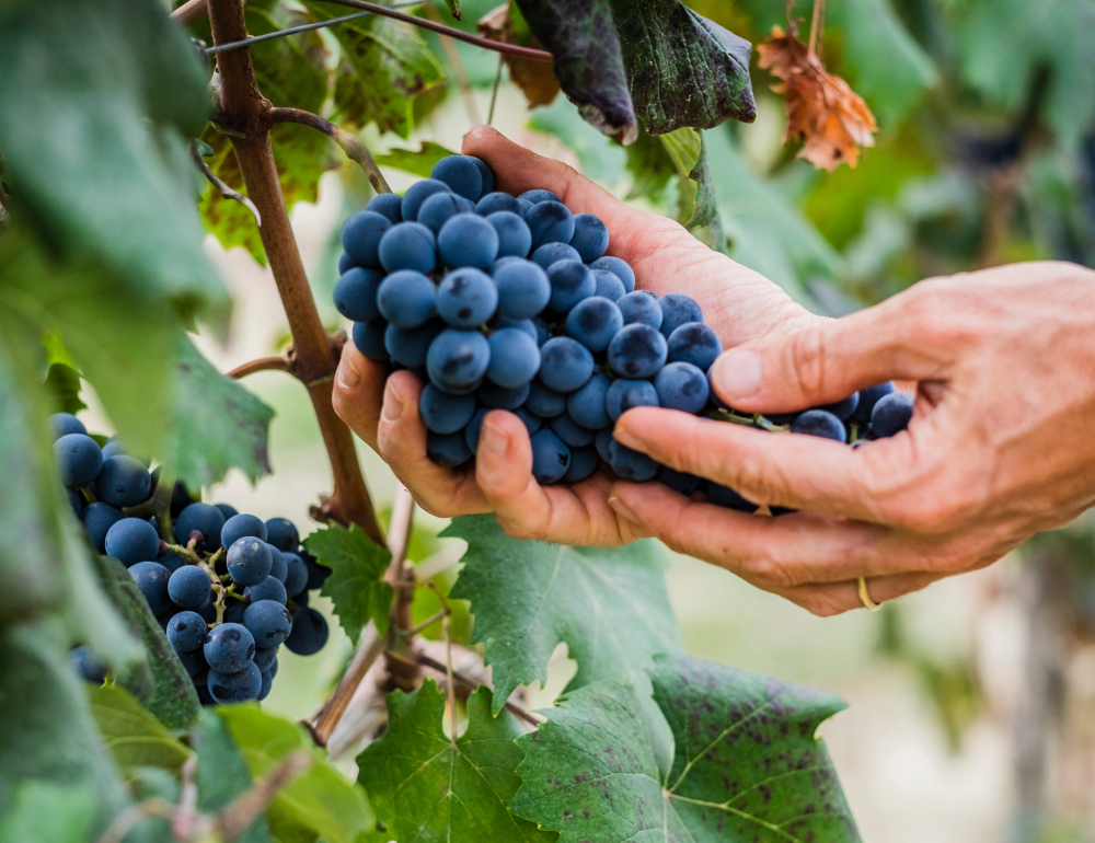 Distributeur de vin à la tireuse à Paris