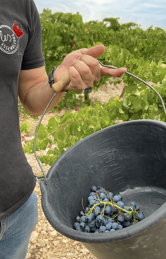 Vin à la tireuse