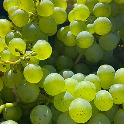 Vin Côtes-du-Rhône Blanc IGP